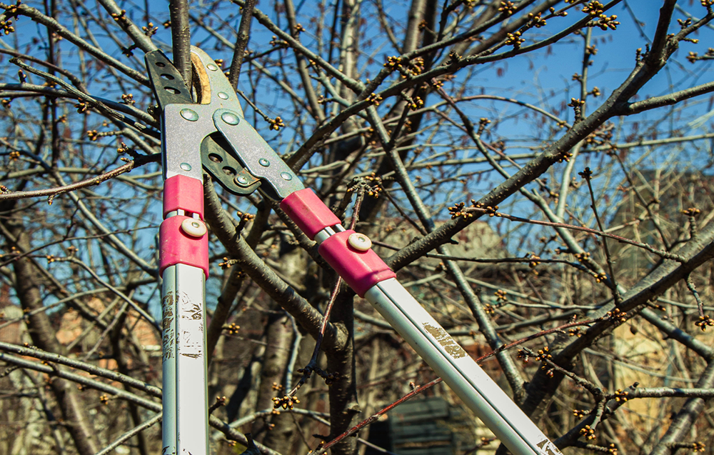 Understanding The Different Types Of Tree Pruning And When To Use Them